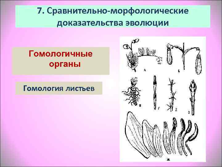   7. Сравнительно-морфологические   доказательства эволюции  Гомологичные органы Гомология листьев 