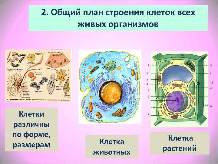 План местности разбит на клетки каждая клетка обозначает 1м на 1 м