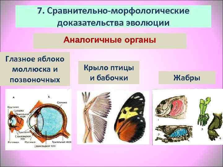   7. Сравнительно-морфологические   доказательства эволюции    Аналогичные органы Глазное