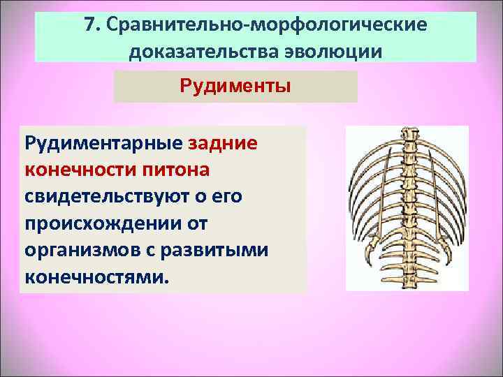  7. Сравнительно-морфологические  доказательства эволюции    Рудименты Рудиментарные задние конечности питона