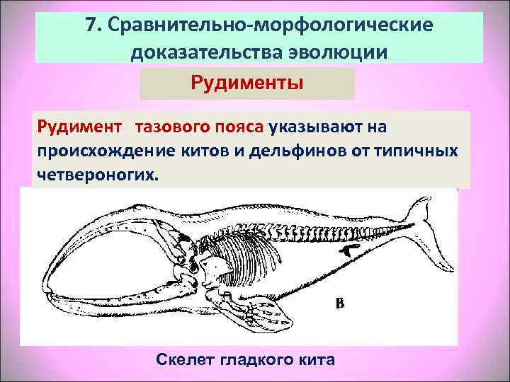   7. Сравнительно-морфологические   доказательства эволюции    Рудименты Рудимент 