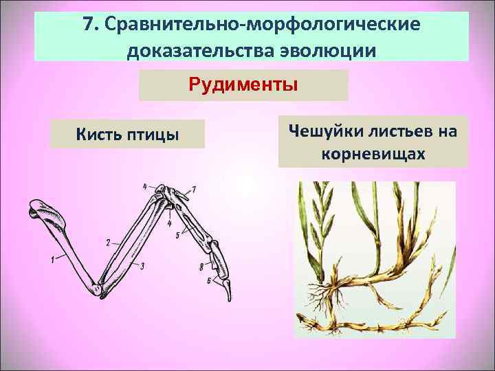 7. Сравнительно-морфологические доказательства эволюции    Рудименты Кисть птицы  Чешуйки листьев на