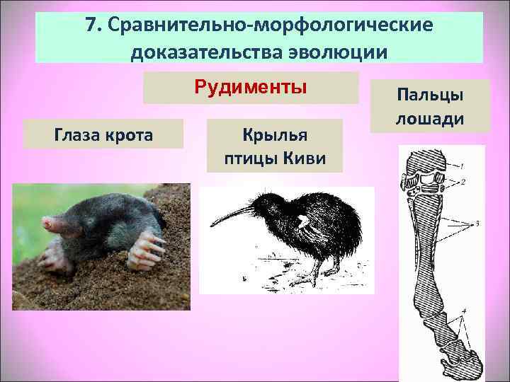   7. Сравнительно-морфологические   доказательства эволюции   Рудименты   