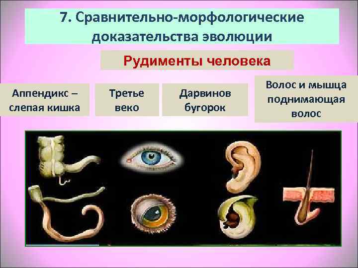    7. Сравнительно-морфологические    доказательства эволюции    Рудименты