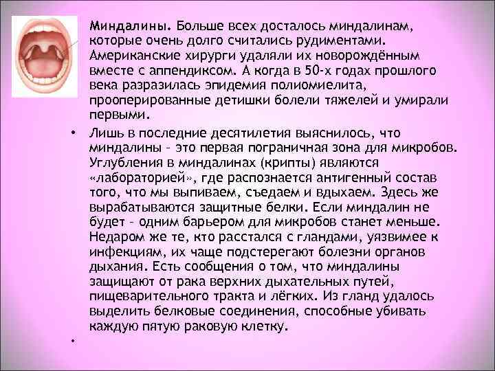  • Миндалины. Больше всех досталось миндалинам,  которые очень долго считались рудиментами. 
