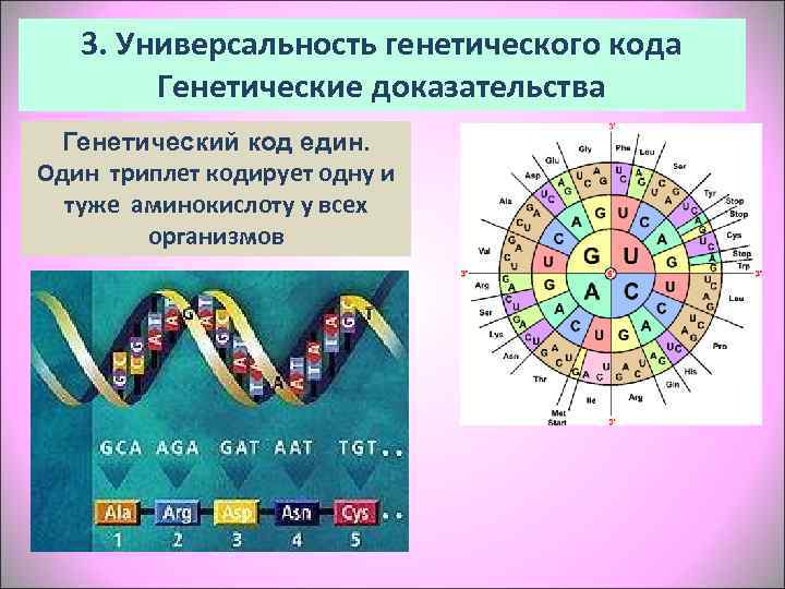 Карта генетического кода