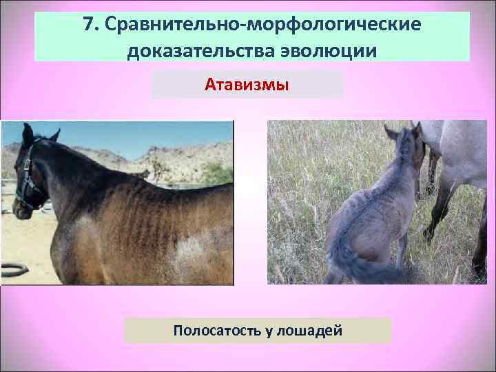 7. Сравнительно-морфологические доказательства эволюции   Атавизмы   Полосатость у лошадей 