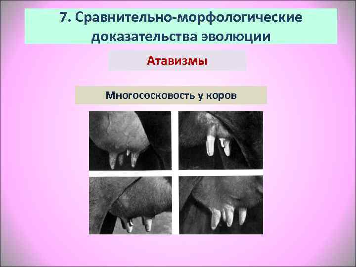7. Сравнительно-морфологические доказательства эволюции   Атавизмы  Многососковость у коров 