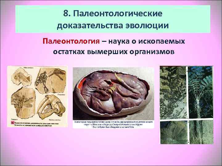   8. Палеонтологические  доказательства эволюции Палеонтология – наука о ископаемых  остатках