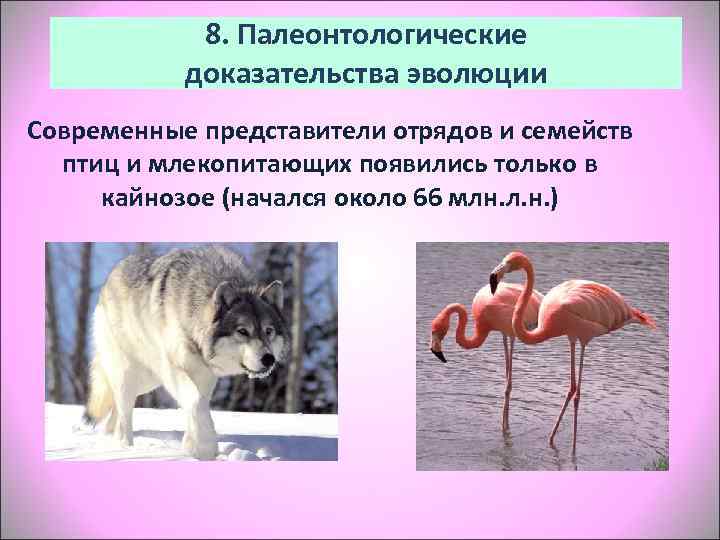   8. Палеонтологические  доказательства эволюции Современные представители отрядов и семейств  птиц