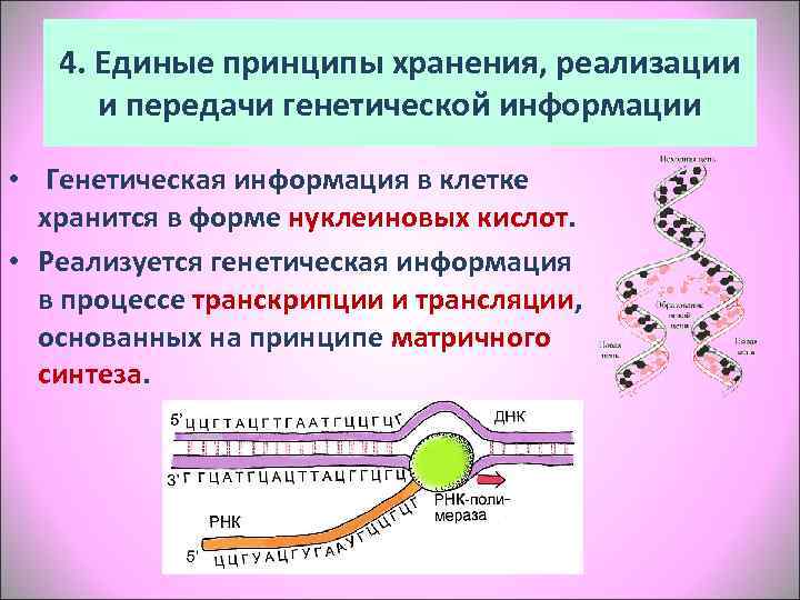   4. Единые принципы хранения, реализации  и передачи генетической информации  •
