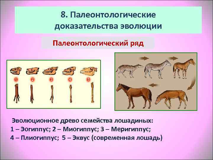    8. Палеонтологические   доказательства эволюции   Палеонтологический ряд 