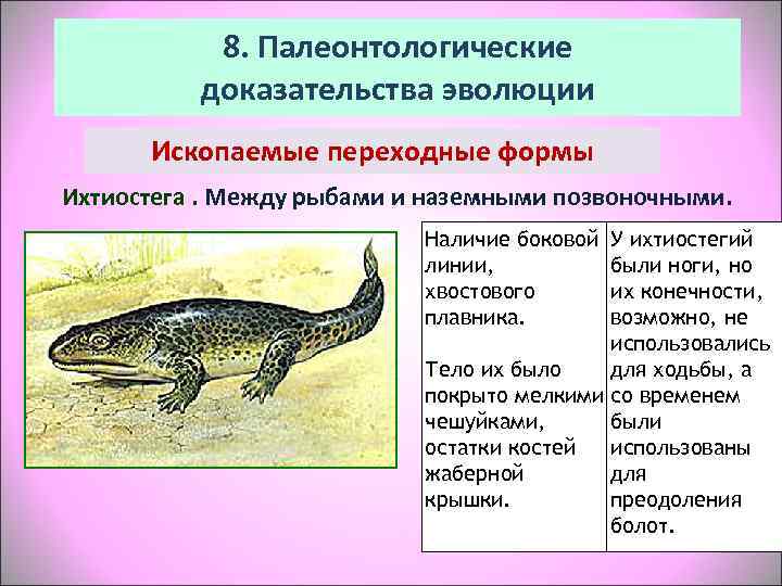   8. Палеонтологические  доказательства эволюции  Ископаемые переходные формы Ихтиостега. Между рыбами