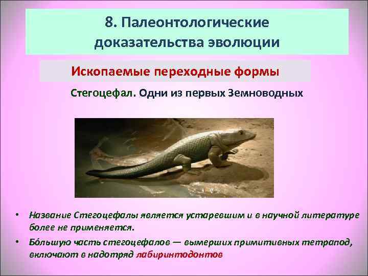     8. Палеонтологические    доказательства эволюции  Ископаемые переходные