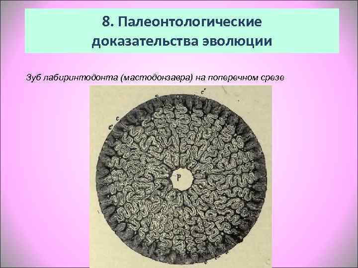    8. Палеонтологические   доказательства эволюции Зуб лабиринтодонта (мастодонзавра) на поперечном