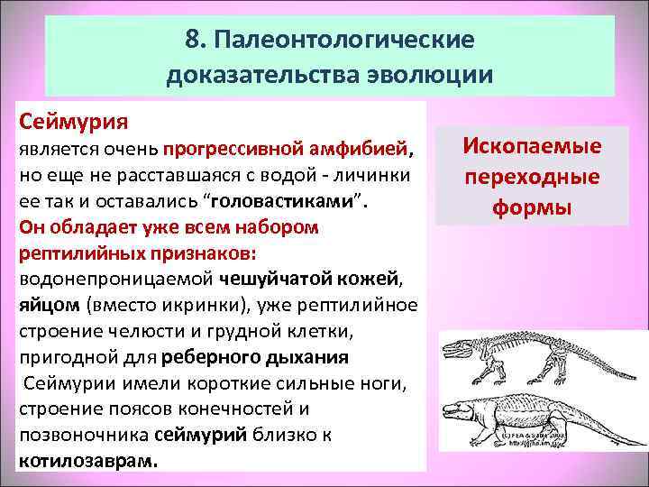     8. Палеонтологические    доказательства эволюции Сеймурия является очень