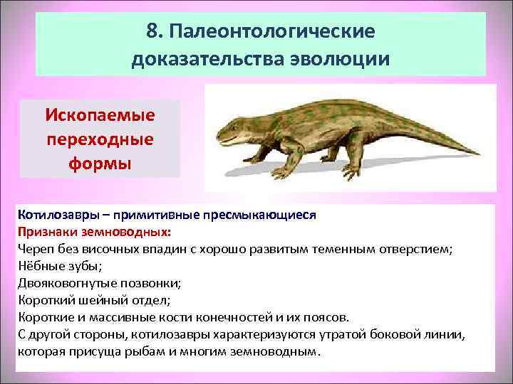    8. Палеонтологические   доказательства эволюции Ископаемые переходные  формы 