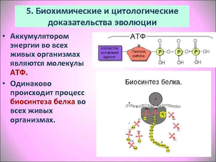  5. Биохимические и цитологические   доказательства эволюции • Аккумулятором  энергии во