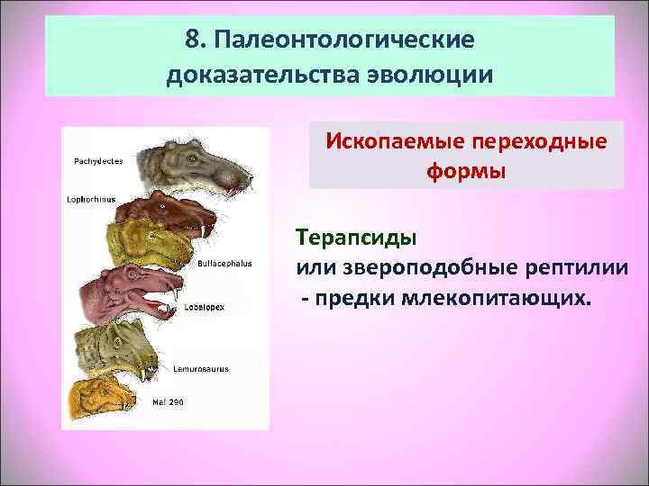 Презентация палеонтология 7 класс