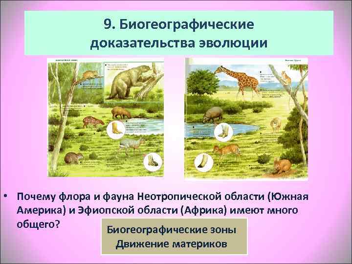     9. Биогеографические    доказательства эволюции • Почему флора