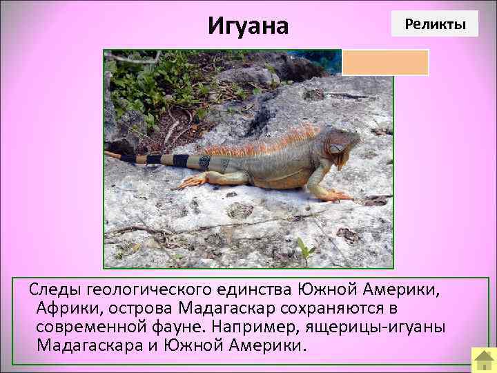       Игуана    Реликты   Следы