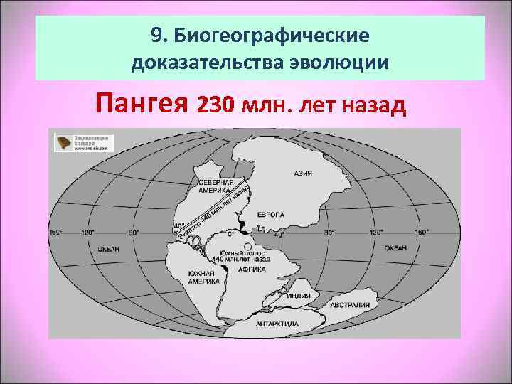   9. Биогеографические  доказательства эволюции Пангея 230 млн. лет назад 