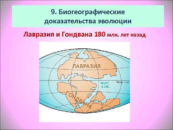   9. Биогеографические  доказательства эволюции Лавразия и Гондвана 180 млн. лет назад