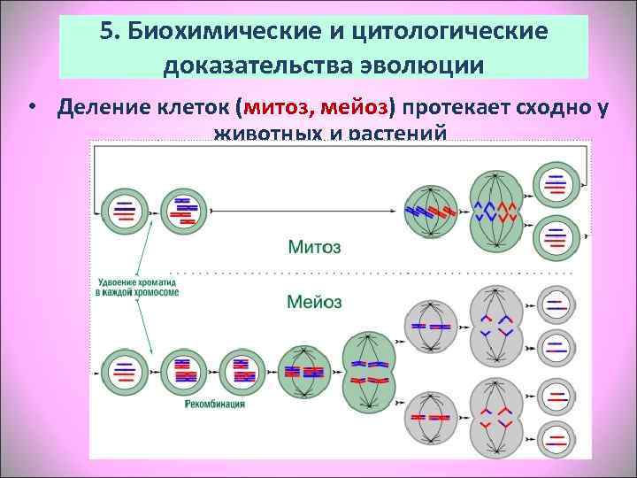  5. Биохимические и цитологические   доказательства эволюции •  Деление клеток (митоз,