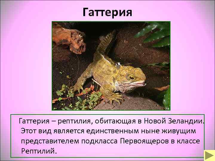    Гаттерия – рептилия, обитающая в Новой Зеландии.  Этот вид является
