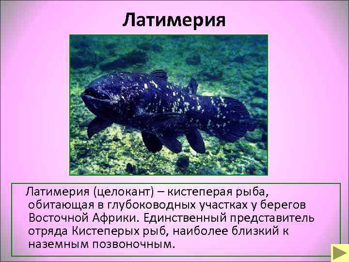    Латимерия (целокант) – кистеперая рыба, обитающая в глубоководных участках у берегов