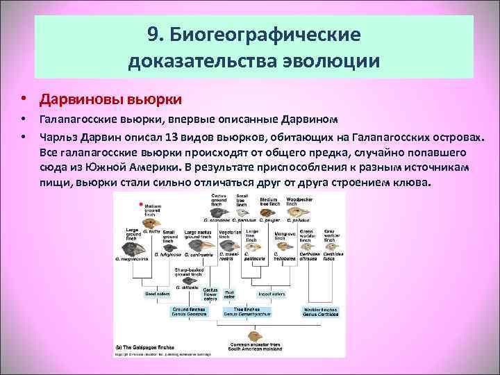 Биогеографические доказательства эволюции картинки