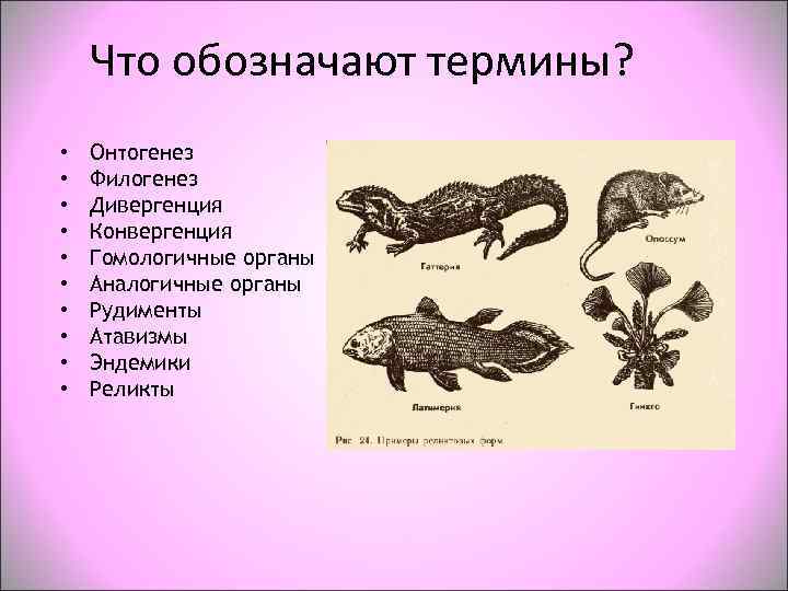   Что обозначают термины?  •  Онтогенез •  Филогенез • 