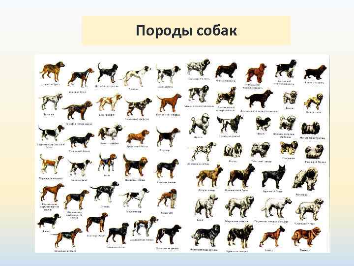 Породы собак 