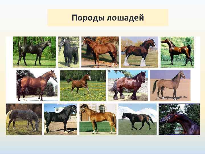 Породы лошадей 