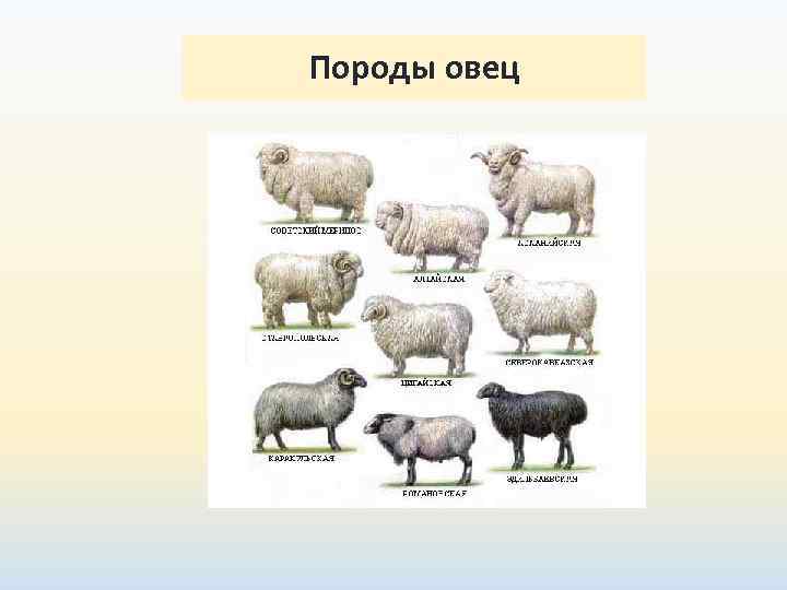 Породы овец 