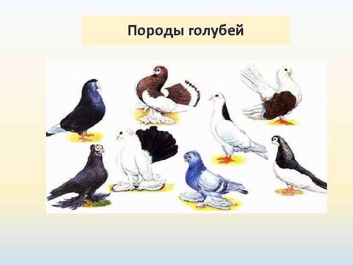 Породы голубей 
