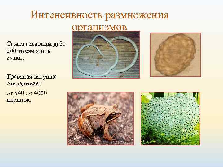   Интенсивность размножения    организмов Самка аскариды даёт 200 тысяч яиц