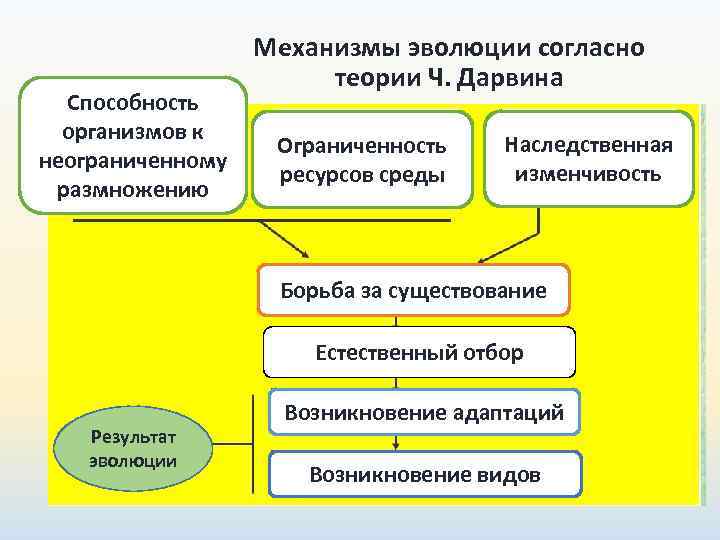     Механизмы эволюции согласно      теории Ч.