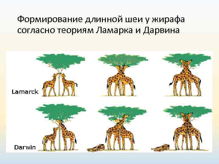 Формирование длинной шеи у жирафа согласно теориям Ламарка и Дарвина 