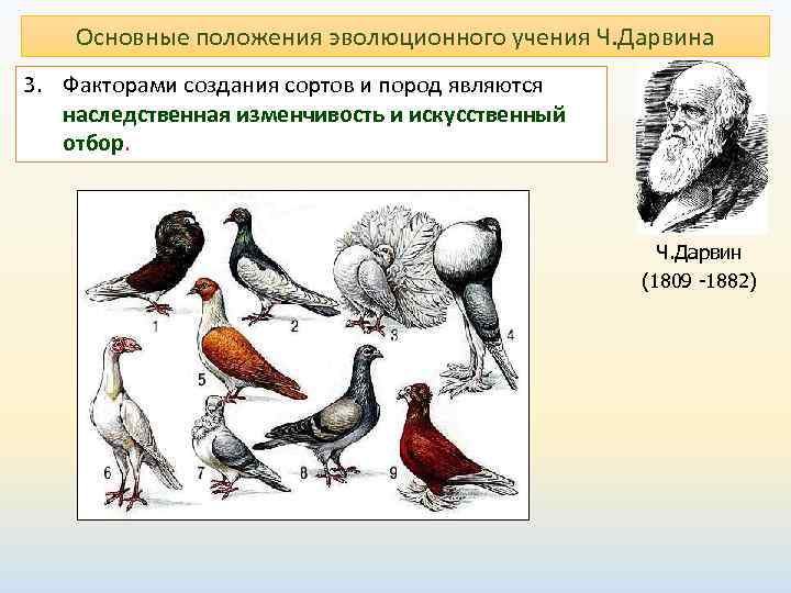  Основные положения эволюционного учения Ч. Дарвина 3. Факторами создания сортов и пород являются