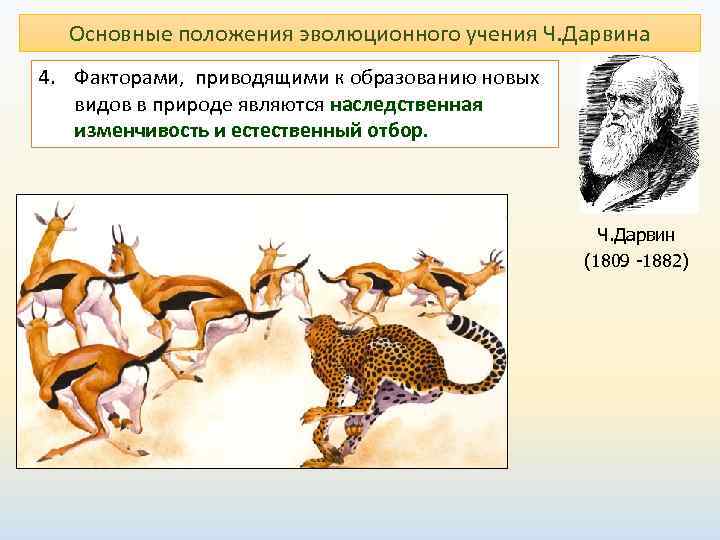 Основные положения эволюционного учения Ч. Дарвина 4. Факторами,  приводящими к образованию новых видов