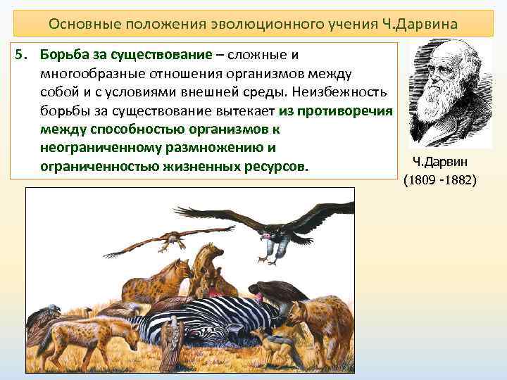  Основные положения эволюционного учения Ч. Дарвина 5. Борьба за существование – сложные и