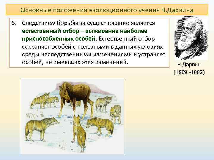 Основные положения эволюционного учения Ч. Дарвина 6. Следствием борьбы за существование является естественный отбор