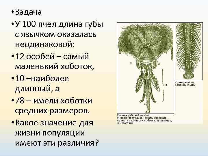  • Задача  • У 100 пчел длина губы  с язычком оказалась