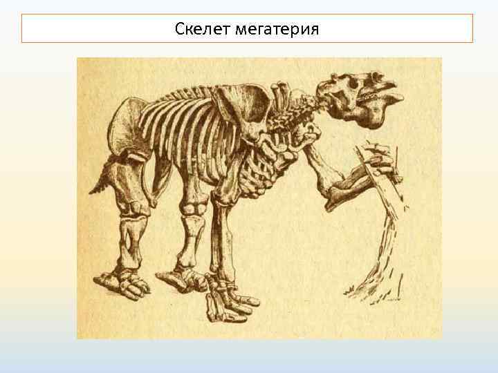 Скелет мегатерия 
