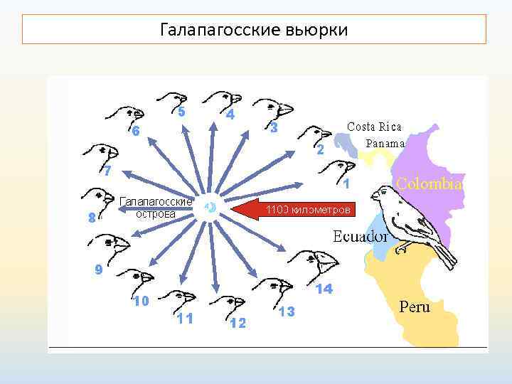 Галапагосские вьюрки 