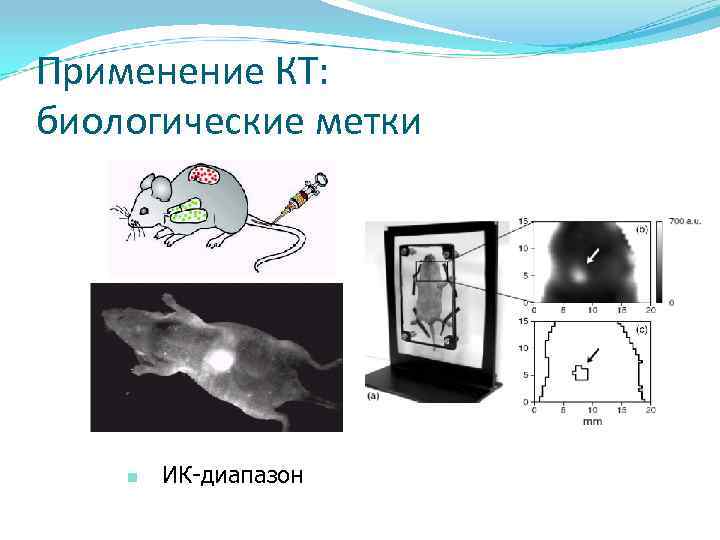 Применение КТ: биологические метки n ИК-диапазон Применение КТ: биологические метки n ИК-диапазон