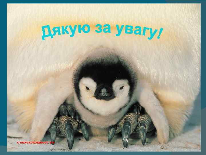 © SHEVCHUK-PRODUCT, 2009.  SHEVCHUK-PRODUCT, 