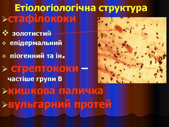  Етіологічна структура Øстафілококи v золотистий v епідермальний v  піогенний та ін. 