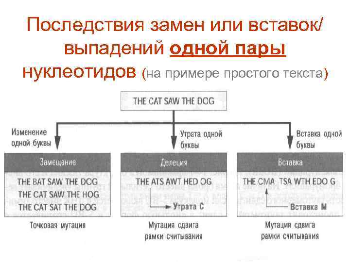 Последствия замен или вставок/ выпадений одной пары нуклеотидов (на примере простого текста) 